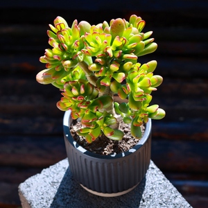 多肉植物招财猫客厅办公室内绿植花卉盆栽云南直发肉肉植物新款