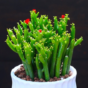 珊瑚棒彭珊瑚盆栽花卉绿植吸甲醛室内植物净化空气