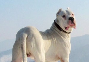 杜高犬幼犬纯种猎犬阿根廷杜高幼犬巨型狩猎犬赛级护卫杜高犬幼崽