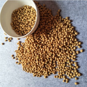 28茉柳旗舰店天猫早黄豆种子农家自种大豆种籽特大高产早熟专用能