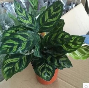 竹芋孔雀羽 翠叶 双线绿植盆栽花卉水培桌面盆景防辐射除甲醛包邮图片