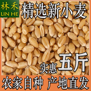农家自产有机小麦粒 可食用磨面麦芽糖酿酒育苗带皮酿酒自种猫草