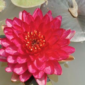 2022cf860413感兴趣的产品红观音莲红竹芋粉龙红龙月季曼妮红睡莲红