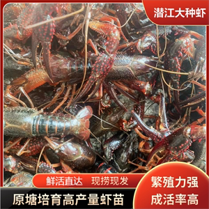 小龙虾种虾抱卵繁育养殖淡水活体龙虾幼苗优质虾苗500g