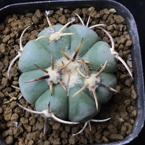 白刺翠平丸,实生仙人球日系,仙人球一物一拍奇异园艺