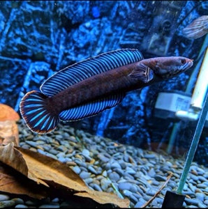 奶茶雷龙苗奶茶雷龙印度进口雷龙观赏鱼