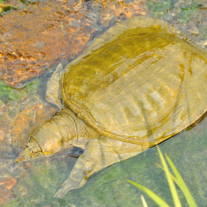 双峰生态甲鱼水鱼团鱼野外生长王八10年中华鳖7斤拍前请联系客服
