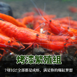 公母烤漆虾繁殖组观赏宠物工具无缝红脚火焰虾纯血厚甲满额包邮