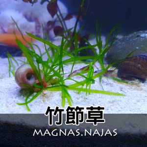 印度小竹节新手水草活体好养真草虾缸中后景躲避阴性青竹满额包邮