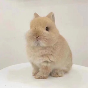侏儒兔美国进口双血宠物侏儒兔黄色暹罗白黄侏儒垂耳毛毛活体兔