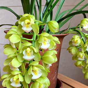 翠玉品种兰花苗大花蕙兰苗大花惠兰苗包邮带原盆观叶植物客厅庭院