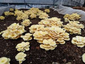 黄榆菇 鸡油菌母种 蘑菇菌种 全国包邮