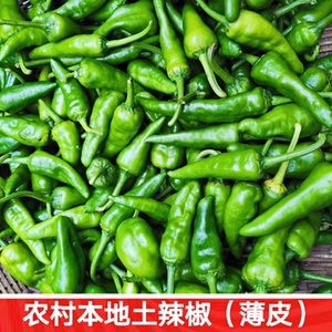 湖北宜昌土辣椒农家辣椒蔬菜本地新鲜土广椒土特产薄皮青椒5斤装