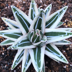 多肉植物龙舌兰冰山包邮阳台盆栽防辐射吸甲醛一物一拍22.04.28