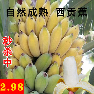 广西西贡蕉孕妇水果新鲜香蕉米蕉芭蕉西贡蕉整箱包邮香甜软糯现摘