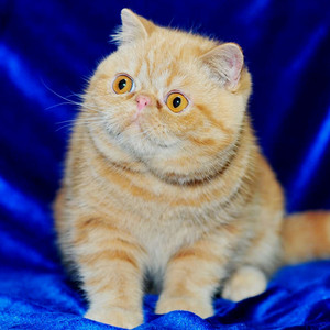 五星旗猫舍纯种猫咪宠物cfa注册赛级异国短毛猫加菲猫红虎斑弟弟