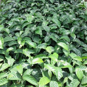 庭院别墅绿化苗木 红桂木树苗 红桂木苗大叶胭脂 狗果树苗桂木苗