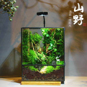 苔藓微景观生态雨林缸造景办公桌面植物盆景免打理生态瓶成品礼物