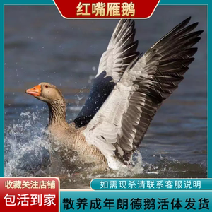 散养红嘴雁鹅朗德鹅大雁鹅灰鹅黑嘴雁鹅马岗鹅新鲜鹅肉活鹅大白鹅