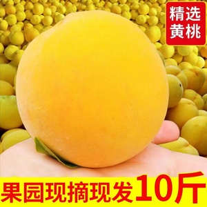 现摘砀山黄桃10斤整箱新鲜水果桃子应季孕妇蜜桃血桃时令大果特产