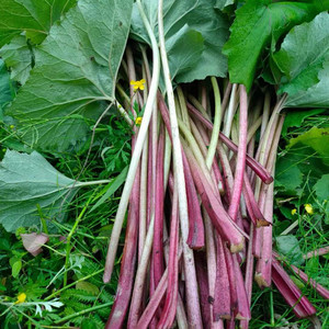 贵州野菜南瓜三七中草药蜂斗菜蜂斗叶蛇头草野饭瓜水钟流头野南瓜