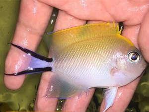 日本燕 燕尾仙海水鱼观赏鱼小丑鱼活体珊瑚神仙鱼