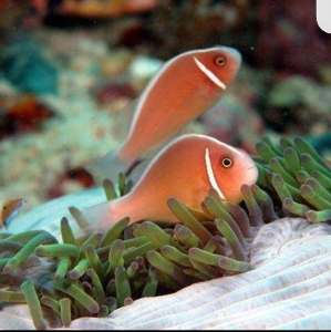 人工公子尼莫小丑鱼银背双带金透红背心黑豹毕加索海水观赏鱼活体