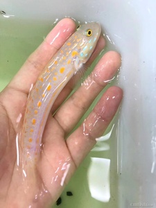 钻石哨兵 虾虎    林哥虾虎     金头虾虎翻砂