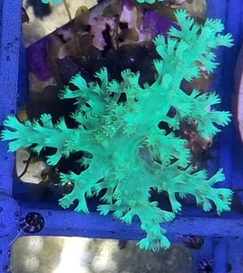 啃牙树绿麦穗日本圣诞树co皮革珊瑚软体lps海水缸真活体