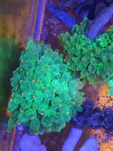 樱花奶嘴菲律宾 海葵 珊瑚 小丑鱼 越南绿奶嘴