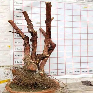 山木香老桩山木香月季蔷薇玫瑰直杆独杆多头老桩高杆树对节春季嫁