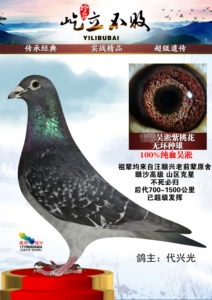 鸽子活体老国血吴淞幼鸽一对超远程李鸟信鸽公母成绩鸽西翁千公里