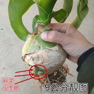 虎眼万年青盆栽药用食用种球杜宾虎籽寒山奇旱三七海葱中草药种子