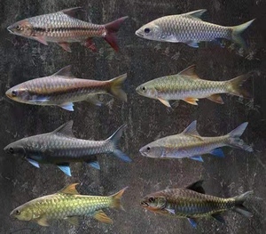 云南边疆蓝吉罗 原生鱼活体  20cm-23cm