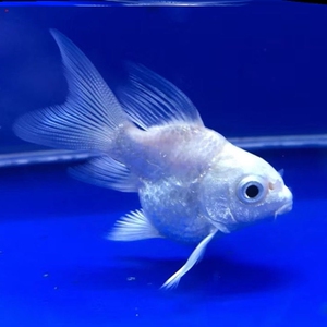 活体白金球形龙凤纯种锦鲤水花冷水观赏鱼孔雀金鱼鲤鱼蝴蝶鲤鱼苗