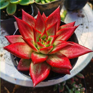 多肉植物乌木红檀组合室内桌面特价超大巨型肉肉花卉盆栽新手好养