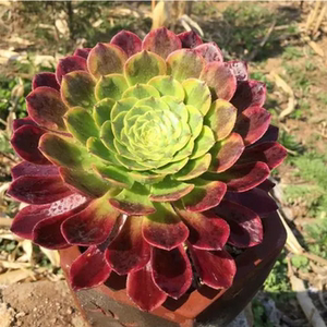 嘉年华法师多肉植物小老桩三仙花卉植物盆栽阳台桌面好养绿植