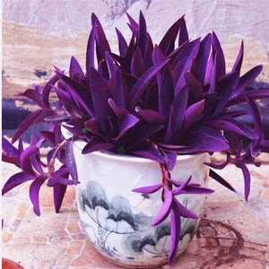 紫吊兰的样子图片