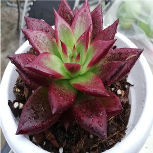 多肉植物乌木红檀组合室内桌面特价超大巨型肉肉花卉盆栽新手好养