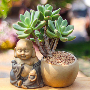 苹果美人老桩多肉植物稀有品种罕见肉肉花卉盆景精品包邮大颗好养