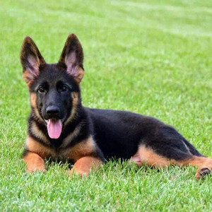 纯种德国牧羊犬德牧幼犬活体大型猛犬警犬狼犬黑背