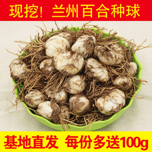 兰州百合种子食用百合种球百合母籽带根土500克1级种球全国可种