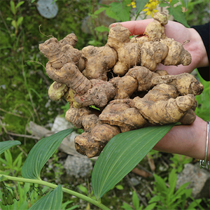 九华山特产野生多花黄精5至7年生新鲜黄精500克特价促销
