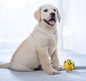 拉布拉多犬小型