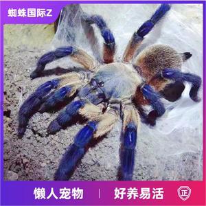 梦幻蓝巴布索科特拉蓝巴布幼体成体群养新手蜘蛛!