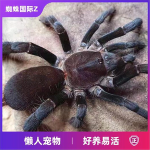 海格力斯巨人巴布