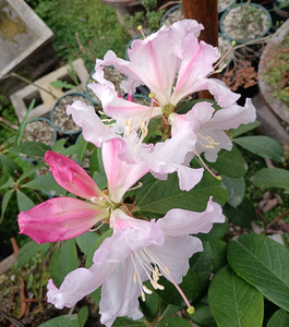 云南高山大白花脱皮云上杜鹃花朵可以吃木本花卉香花露珠杜鹃盆景