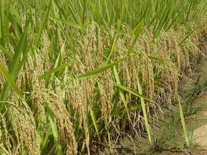 海南三亚特色种子 谷优3301 0.5kg包邮