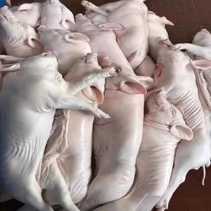 广东烤乳猪整只