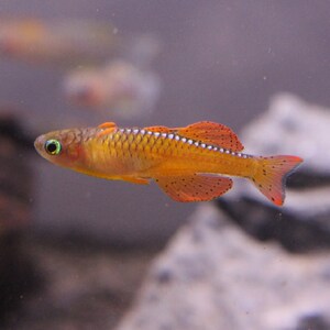 橘红燕子鱼